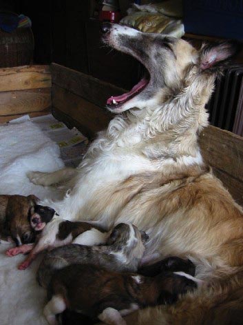 U litter at 2 weeks