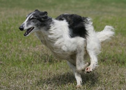 Ch Ninochka's Strelka