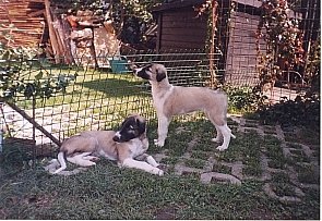 T-litter