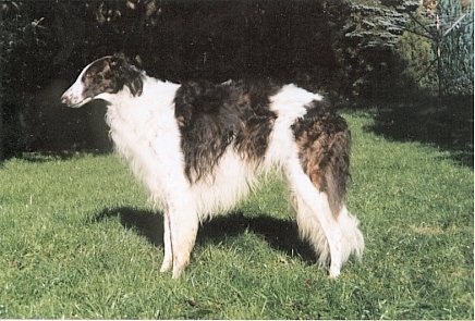 Ch Fjodor von Schlsoo Olef