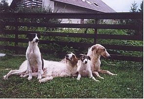 S litter