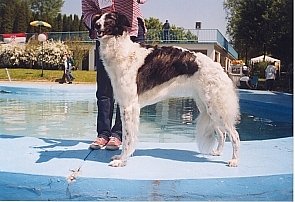Ch Ninochka's Strelka