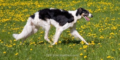 Ninochka's Vihra
