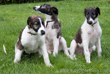 Z litter