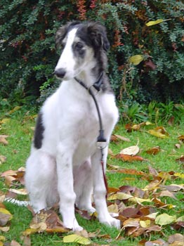 Lara as puppy