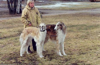 Multi Ch Ninochka's Tcharodeika & Multi Ch Teine Fiddler at Tarsov