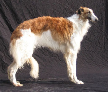 Ch Ninochka's Uvertura