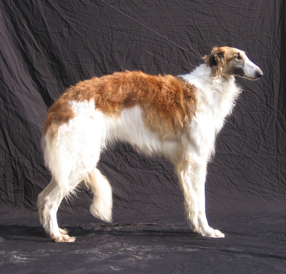 Ninochka's Uvertura