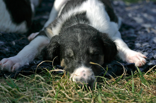 V leglo - V litter
