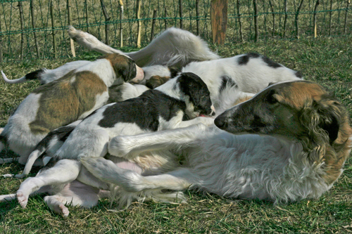 V leglo - V litter