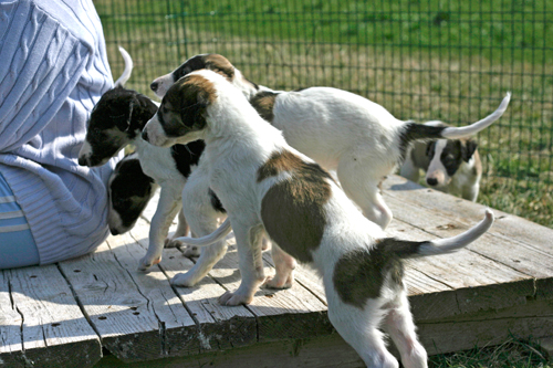 V leglo - V litter