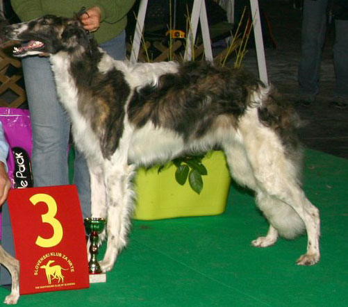 Ninochka's Zoya by H.R.I.B.